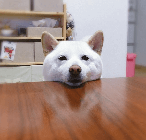 Shiba Inu blanc posant la tête sur une table