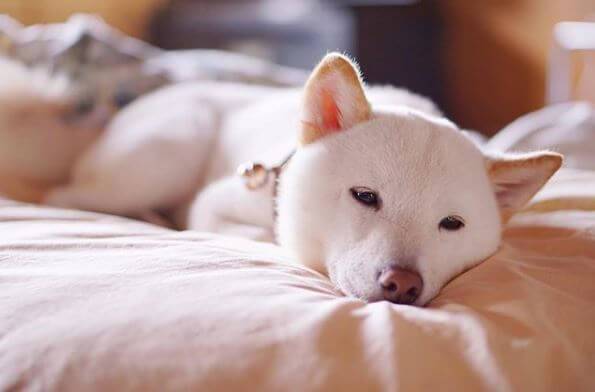 Shiba Inu blanc couché au repos