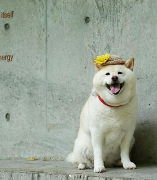 Shiba Inu blanc adulte au pelage épais