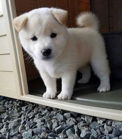 Chiot Shiba Inu à la robe blanche