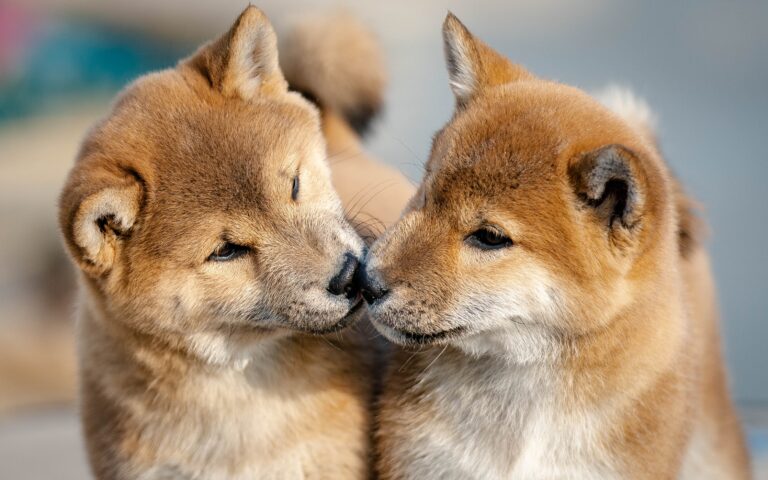 Shiba Inu : comment bien choisir les produits du quotidien pour son chien ?